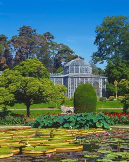 Water Lily Pond