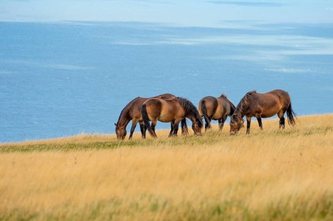 4 Exmoor ponies (Equus caballus) on the coast