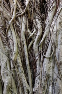 Branches of strangler fig (Ficus virens) Summer Island