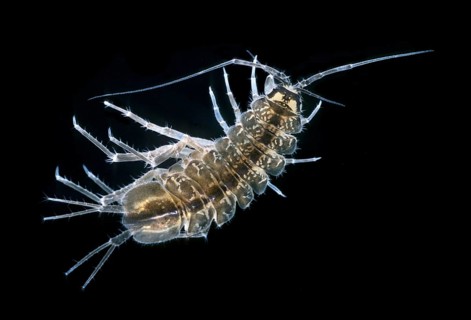 Waterlouse (Asellus aquaticus)