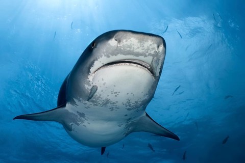 Tiger Shark (Galeocerdo cuvier)