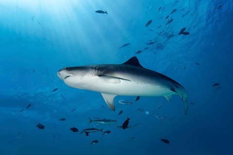 Tiger Shark (Galeocerdo cuvier)
