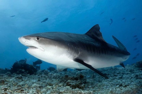 Tiger Shark (Galeocerdo cuvier)