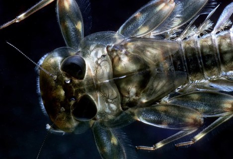 Mayfly nymph (Ecdyonurus sp.)