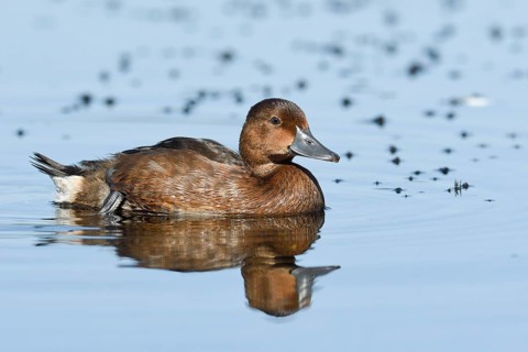Ferruginous duck (Aythya nyroca) in water
