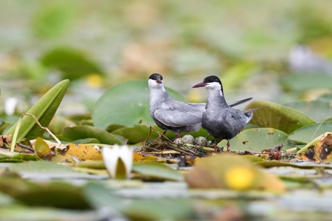 Common tern (Sterna hirundo) at the nest