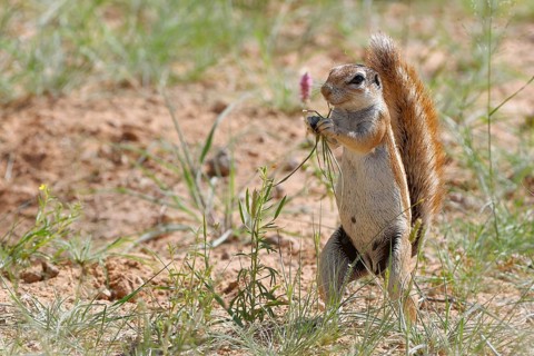 Cape ground squirrel (Xerus inauris)