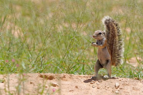 Cape ground squirrel (Xerus inauris)