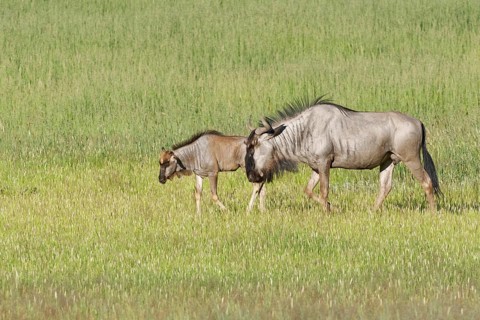 Blue wildebeests (Connochaetes taurinus)