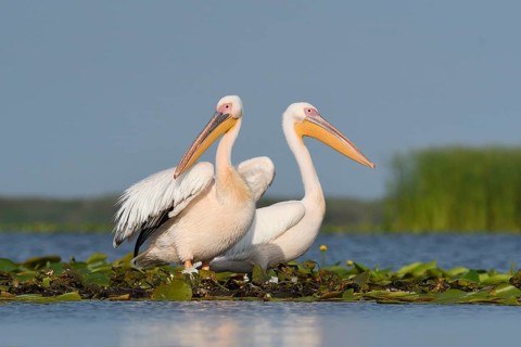 Great white pelicans (Pelecanus onocrotalus) on aquatic plants