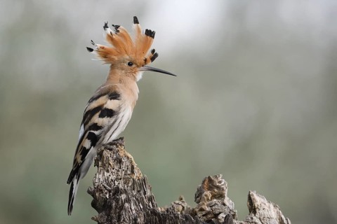 Hoopoe (Upupa epops) on tree stump