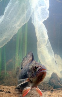 European perch and its laying (Perca fluviatilis)