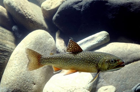 Brook trout (Salvelinus fontinalis)