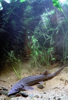 Siberian sturgeon (Acipenser baerii)