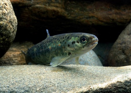 Atlantic salmon