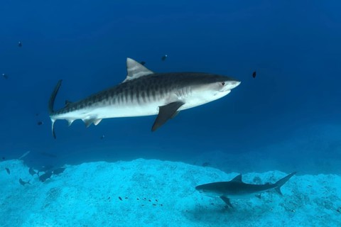 Tiger Shark (Galeocerdo cuvier)
