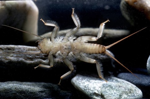 Stone fly (Dinocras ferreri)