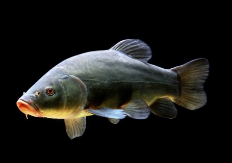 Tench