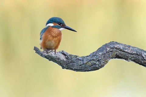Common kingfisher (Alcedo atthis) on Ansitz