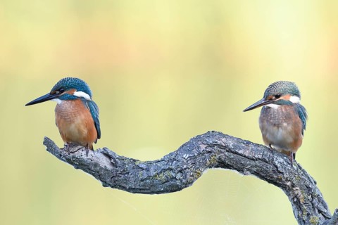 Common kingfishers (Alcedo atthis) on Ansitz