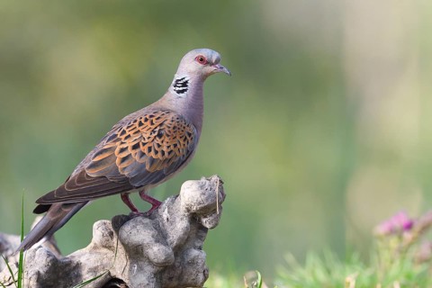 Turtle dove (Streptopelia turtur) on tree stump