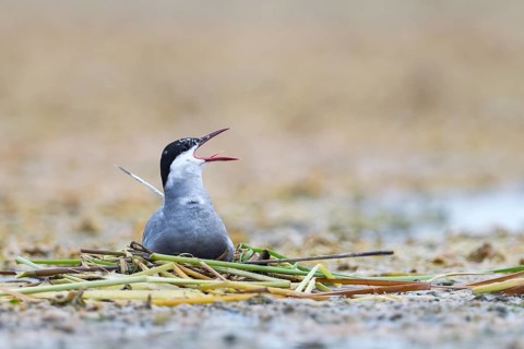 Common tern (Sterna hirundo) at the nest
