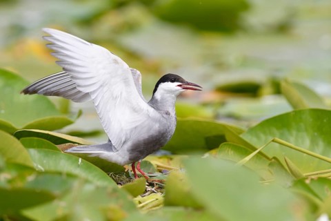 Common tern (Sterna hirundo)