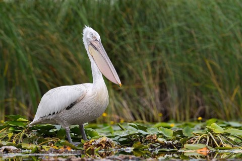 Dalmatian pelican (Pelecanus crispus) on aquatic plant