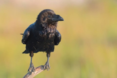 Common raven (Corvus corax) on branch