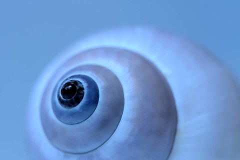 Snail shell