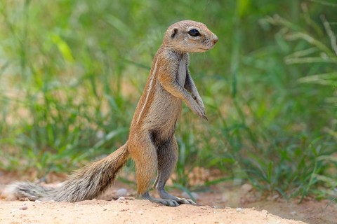 Cape ground squirrel (Xerus inauris)