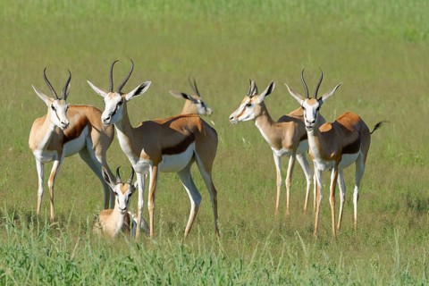 Springboks (Antidorcas marsupialis)