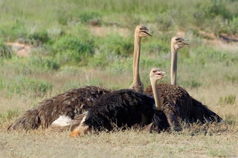 Common ostriches (Struthio camelus)