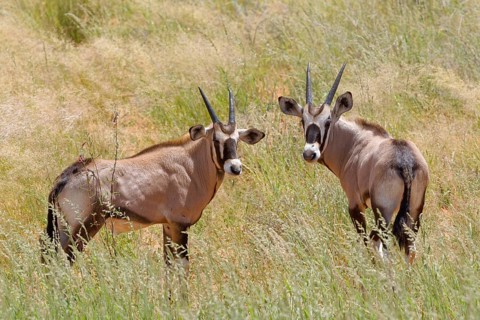 Gemsboks (Oryx gazella)