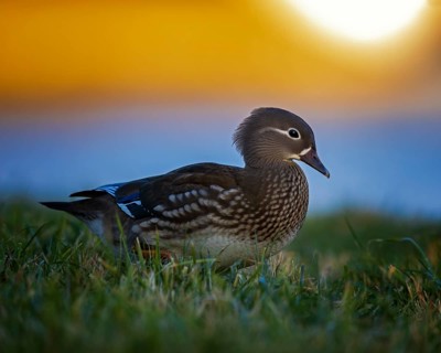 Mandarin duck (Aix galericulata) Females at sunset