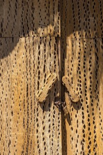Door made of cactus wood