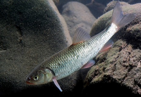 European Chub (Squalius cephalus)