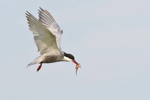 Common tern (Sterna hirundo) with captured frog
