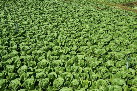 Field with Chinese cabbage