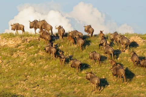 Blue wildebeests (Connochaetes taurinus)