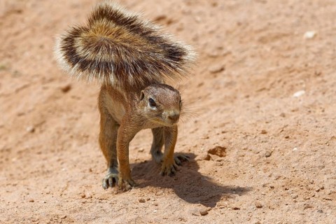 Cape ground squirrel (Xerus inauris)