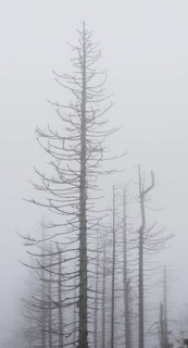 Dead spruce forest