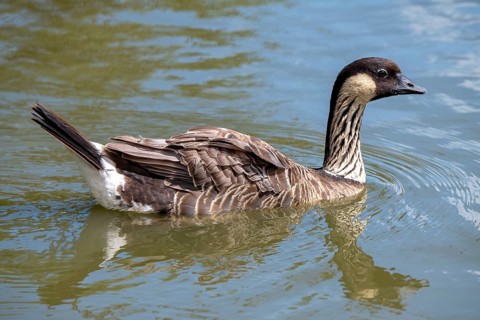 Hawaiian Goose
