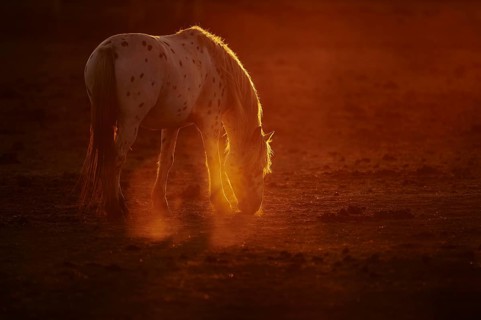 Appaloosa horse in backlight at sunset