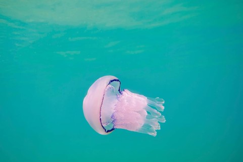 Dustbin-lid jellyfish