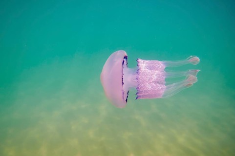 Dustbin-lid jellyfish
