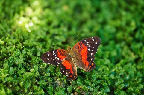 Red lacewing