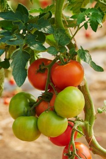 Red and green tomatos at bush