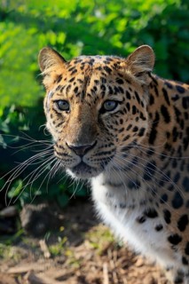 Amur leopard
