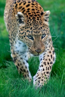 Amur leopard